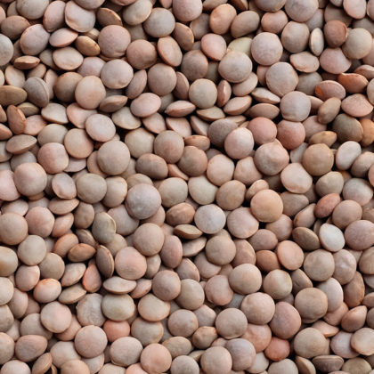 20 kg Lentejas